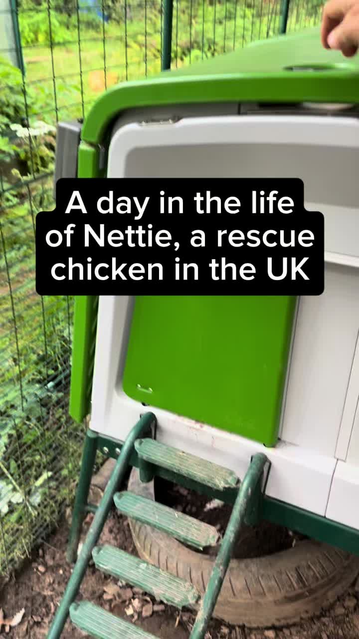 @dancing.chickens1