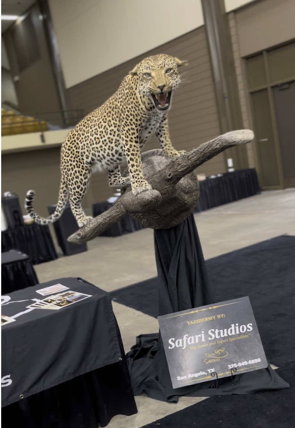 @Safari Studios