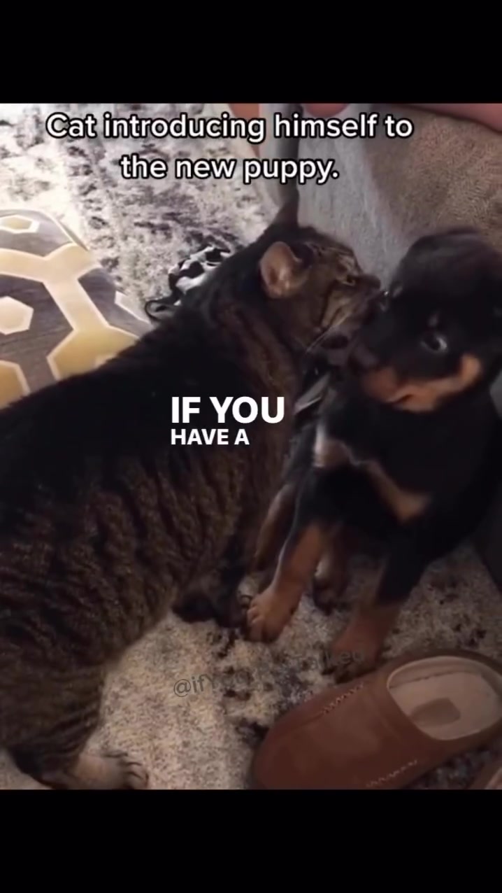 @If Your Pet Talked