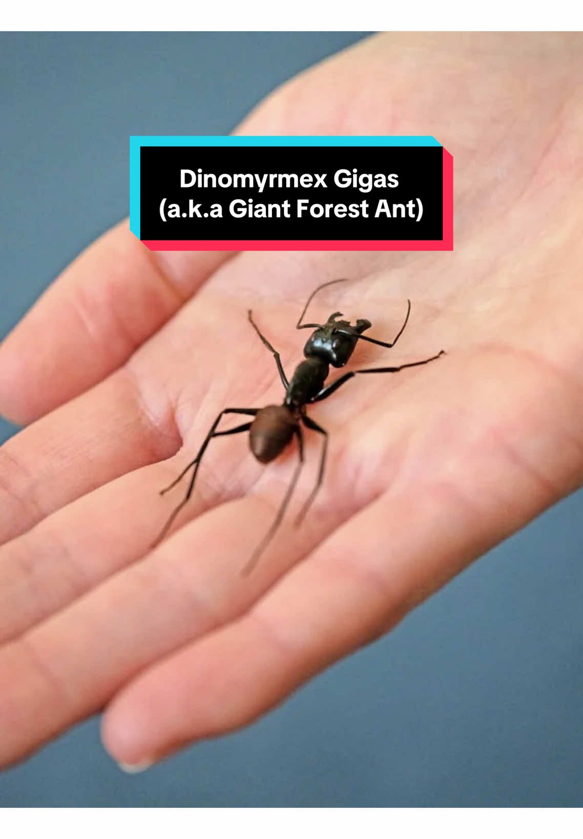 @Henry Th&iacute;ch Nu&ocirc;i Kiến 🐜