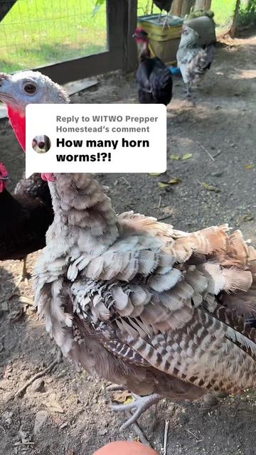 @WITWO Prepper Homestead