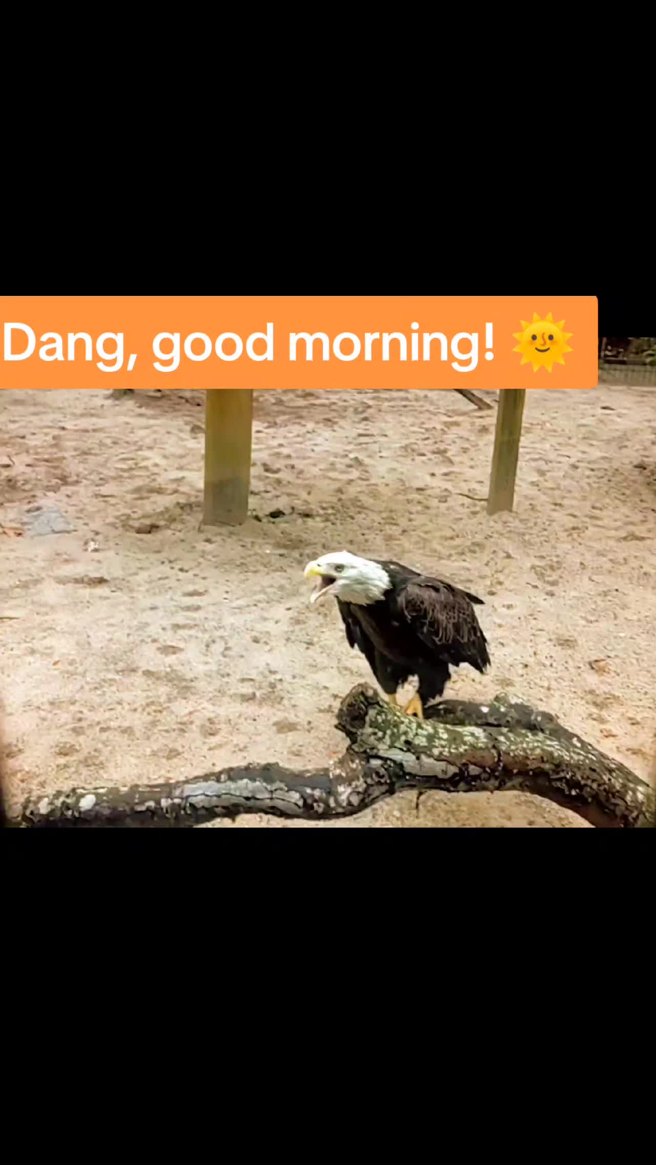 @birds_of_a_feather2