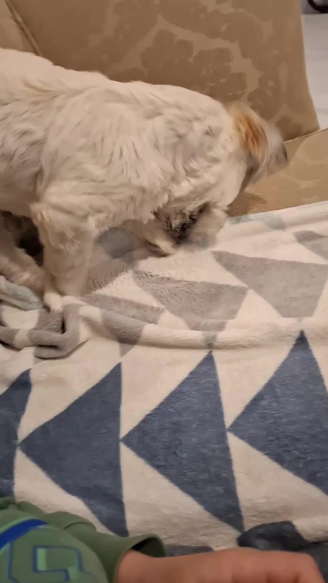 @dogs_and_stuff_8