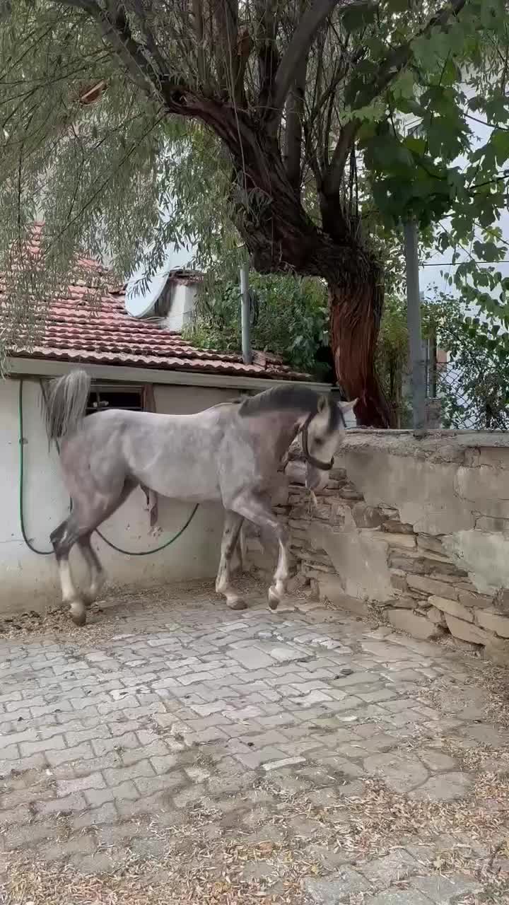 @Güray Çay
