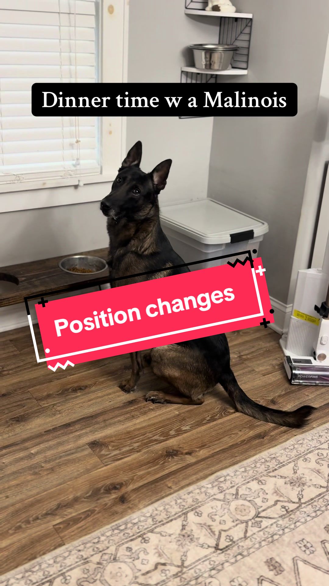 @DivineCanineDogTraining