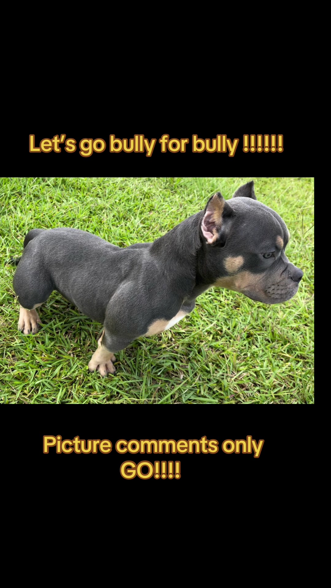 @gardnerkennel08