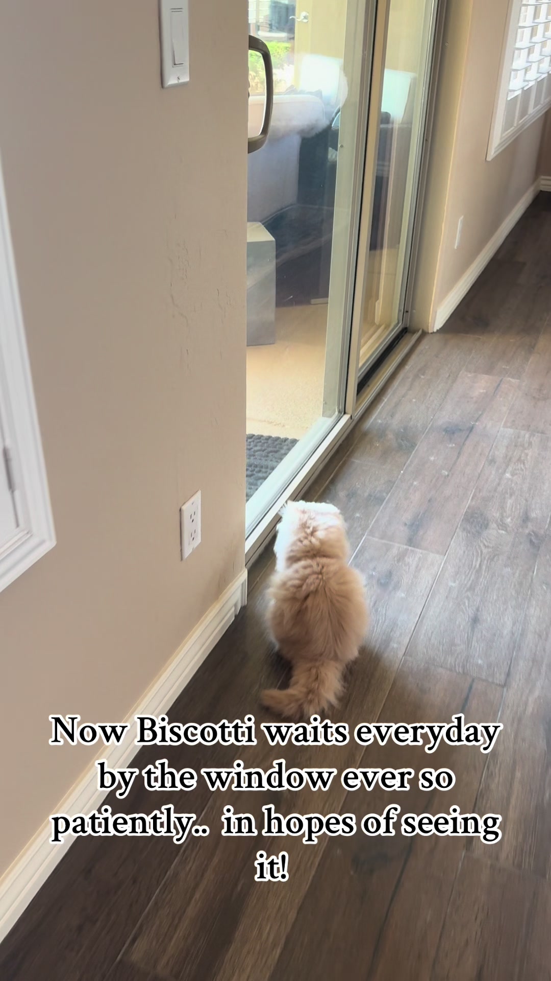 @Biscotti & Figaro