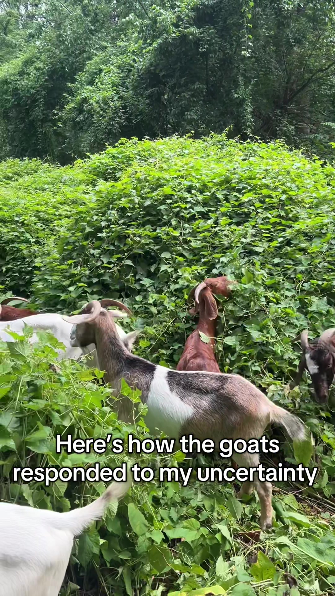 @amazingrazinggoats