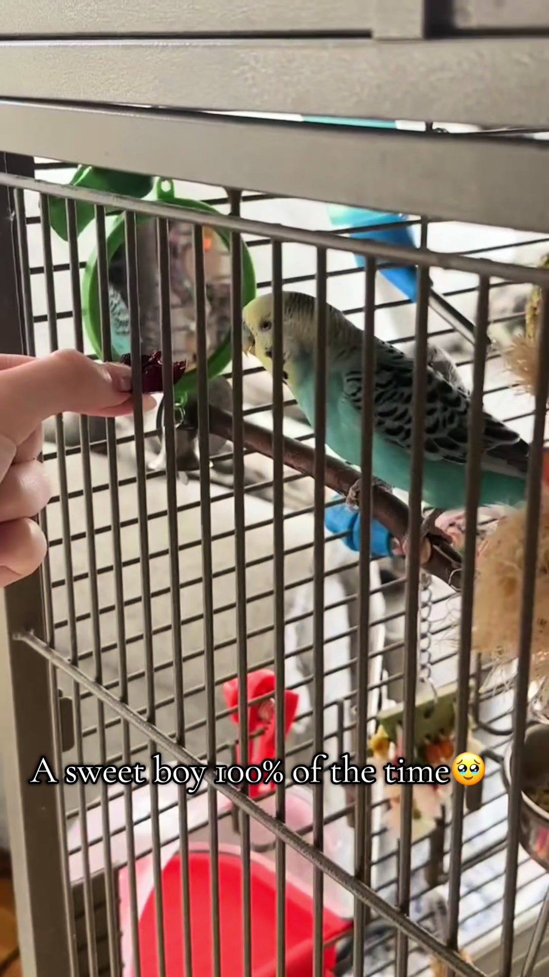 @The budgie trio