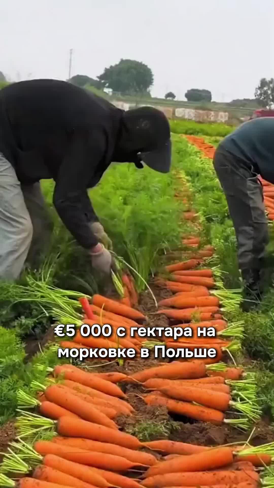@Igor Ganea