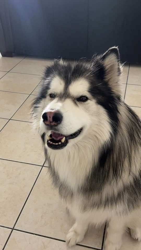 @Bandit The Husky