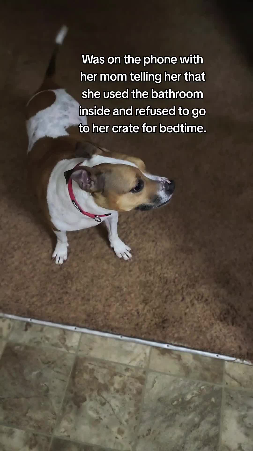 @diamondsdoggydaycare
