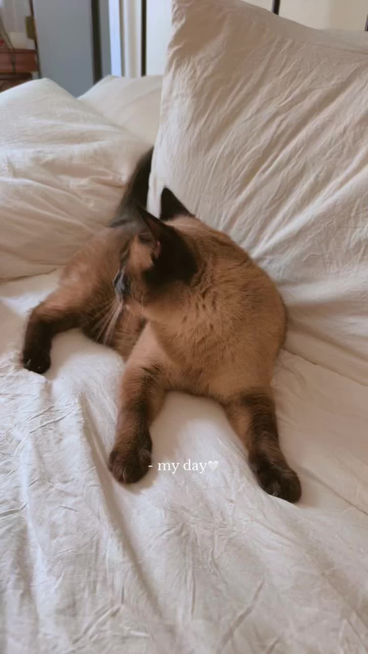 @My pets