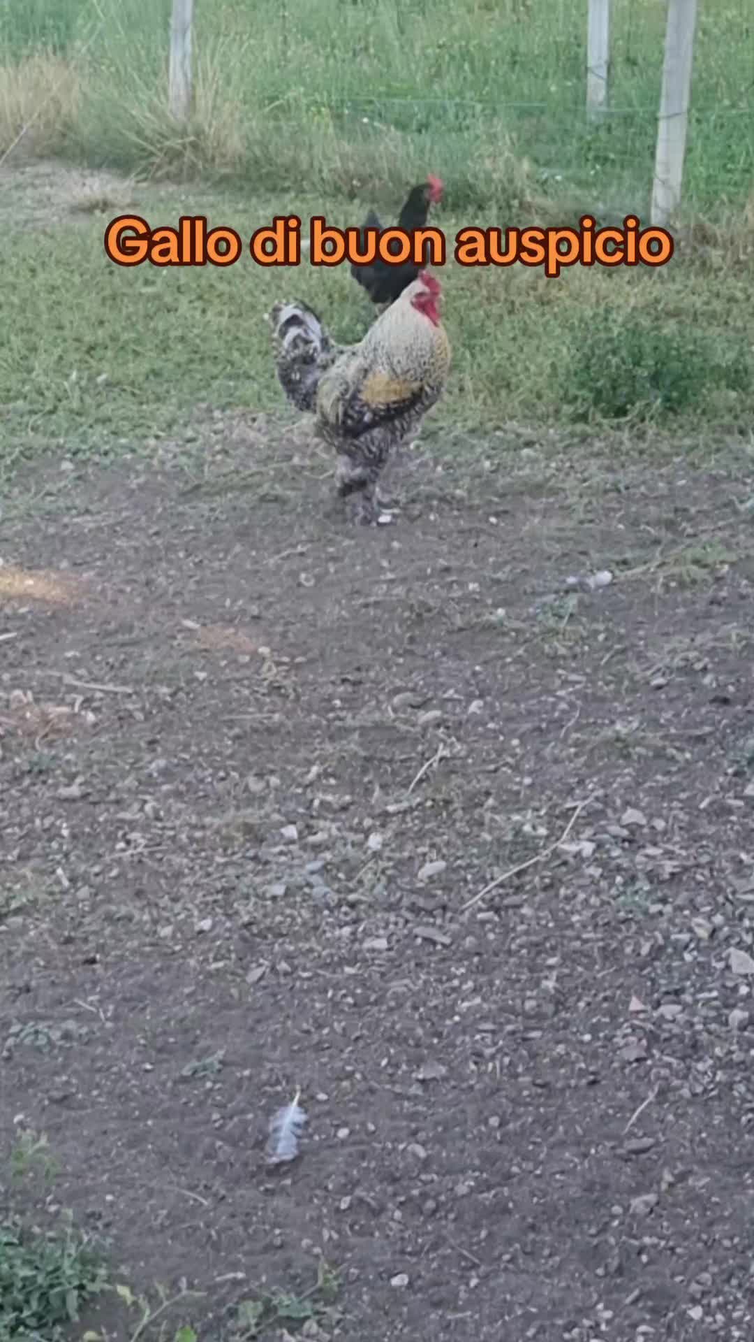 @Il leone e la gallina