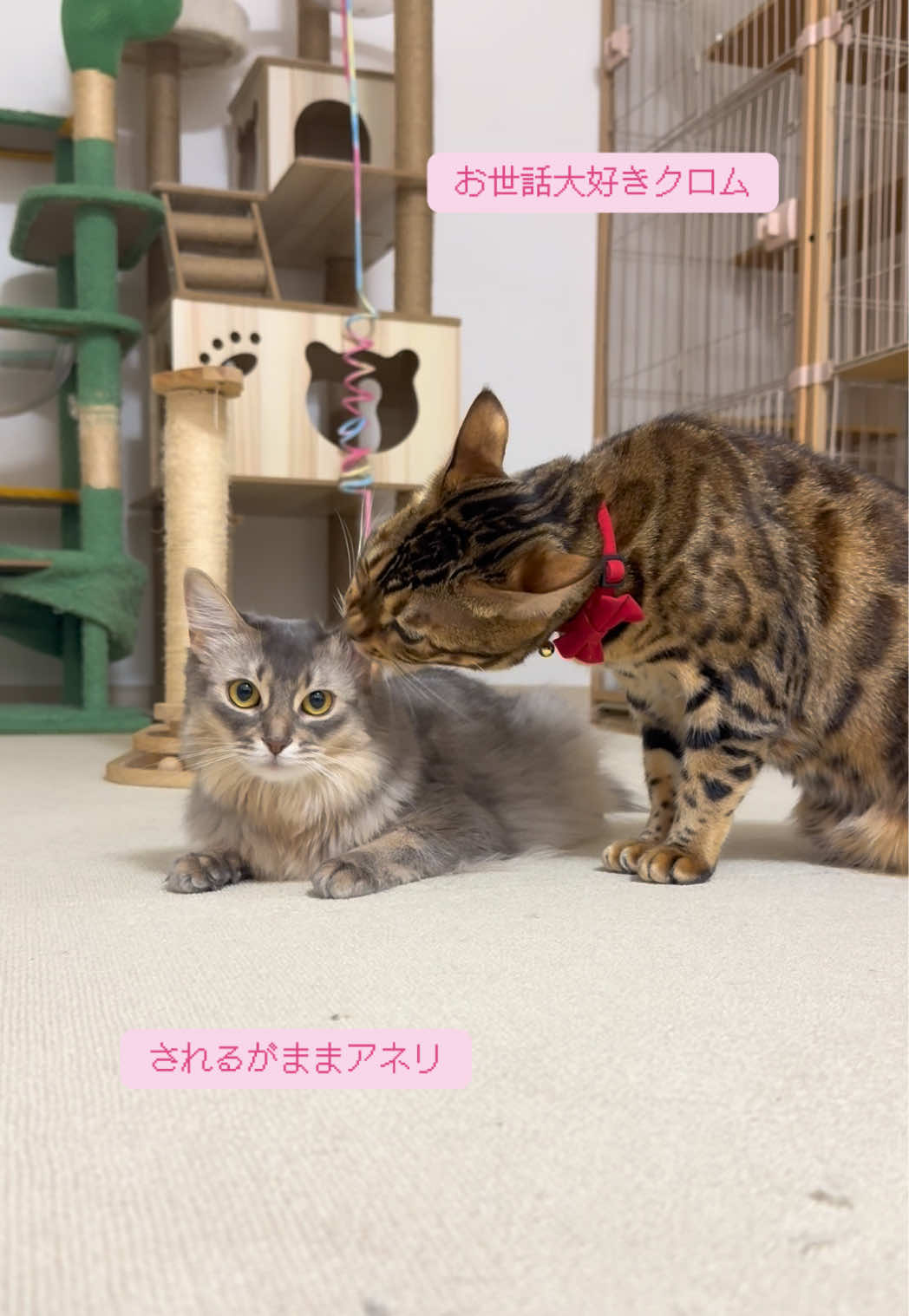 @なな🕊️つばき