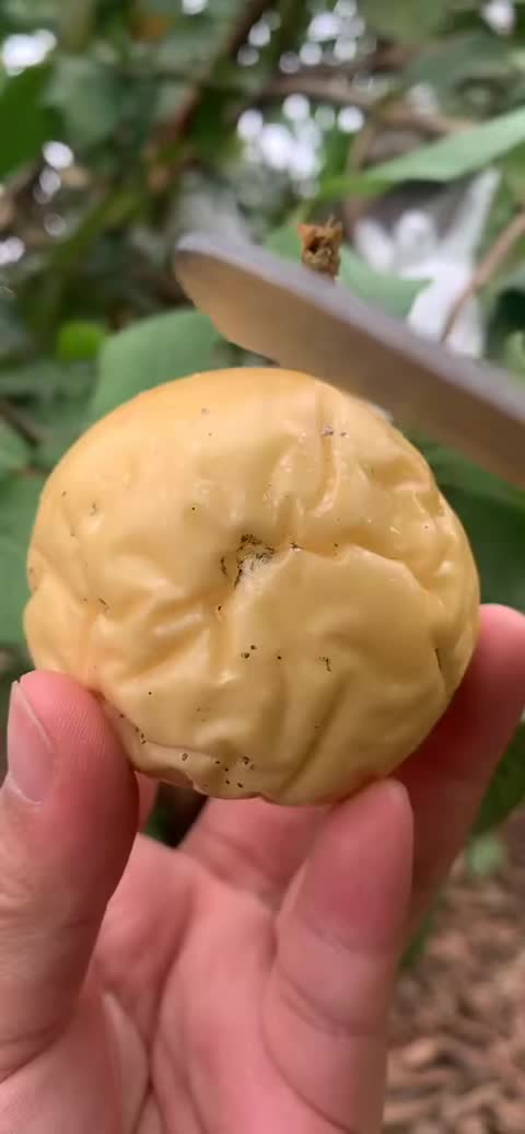 @fruits