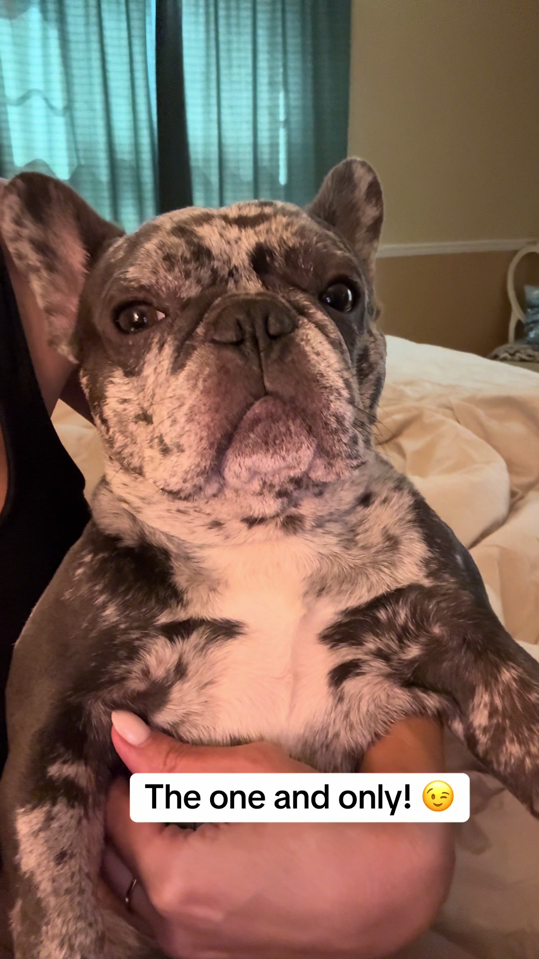 @Fly Lil Frenchie From OKC