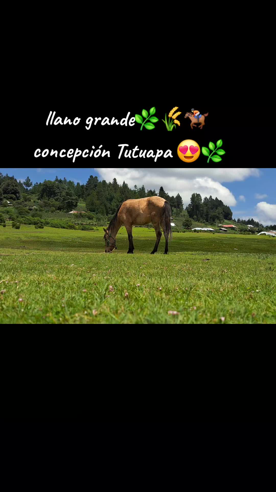 @Ursino