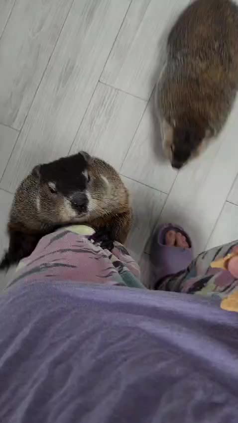 @Wilbur the Woodchuck