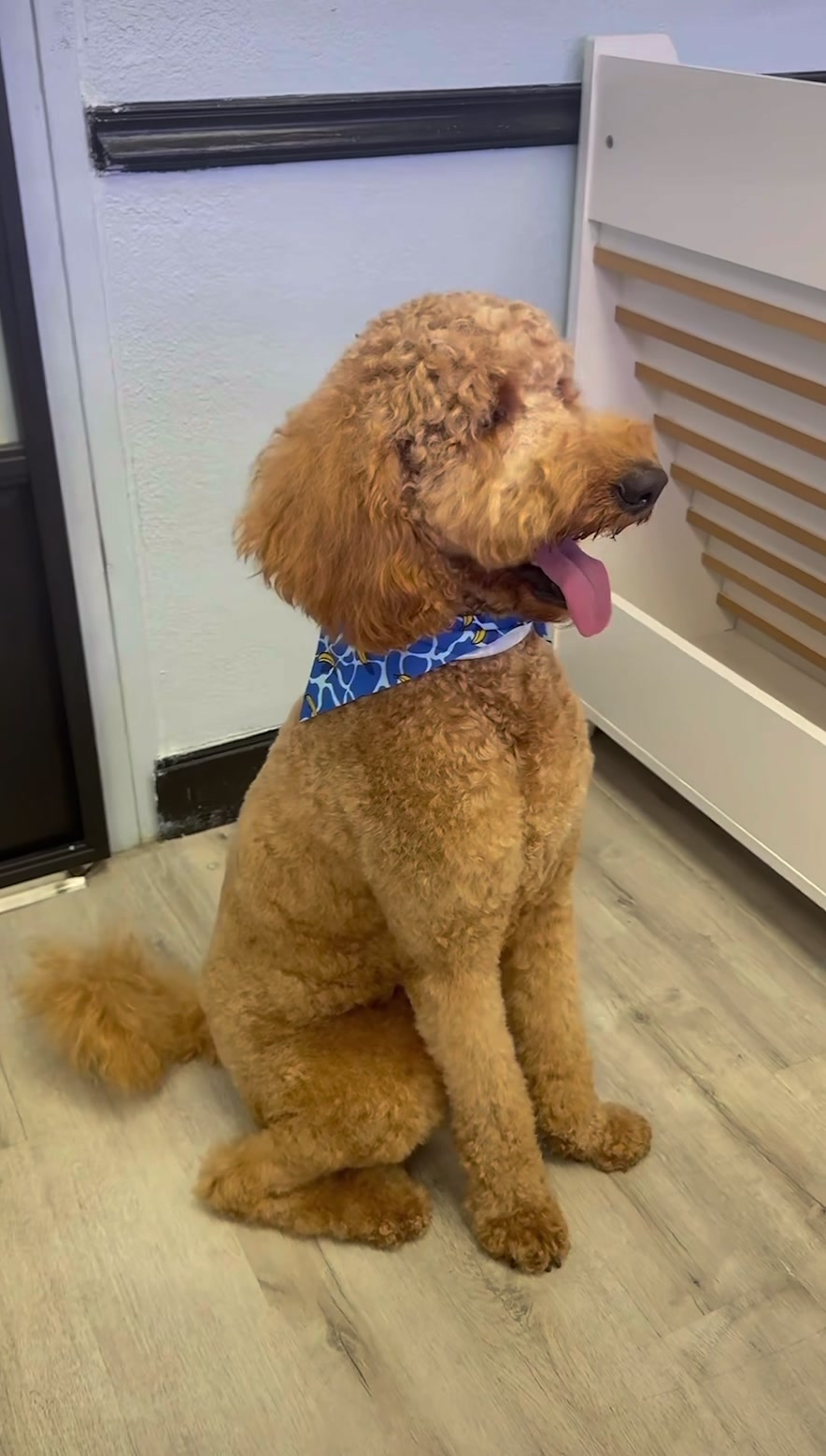 @Dog & Cat Planet