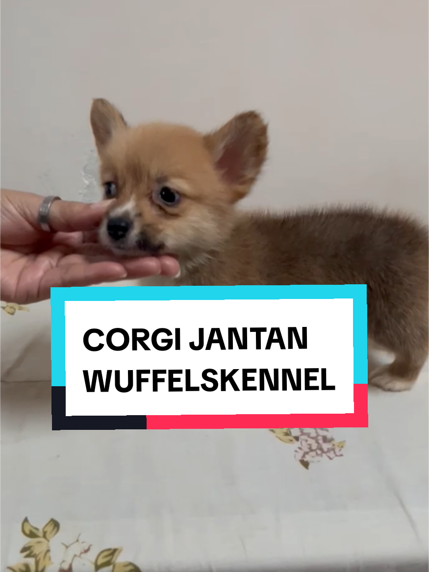 @wuffels