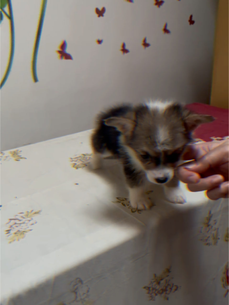 @wuffels