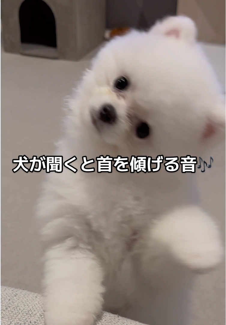 @ポメラニアンのミル🍼