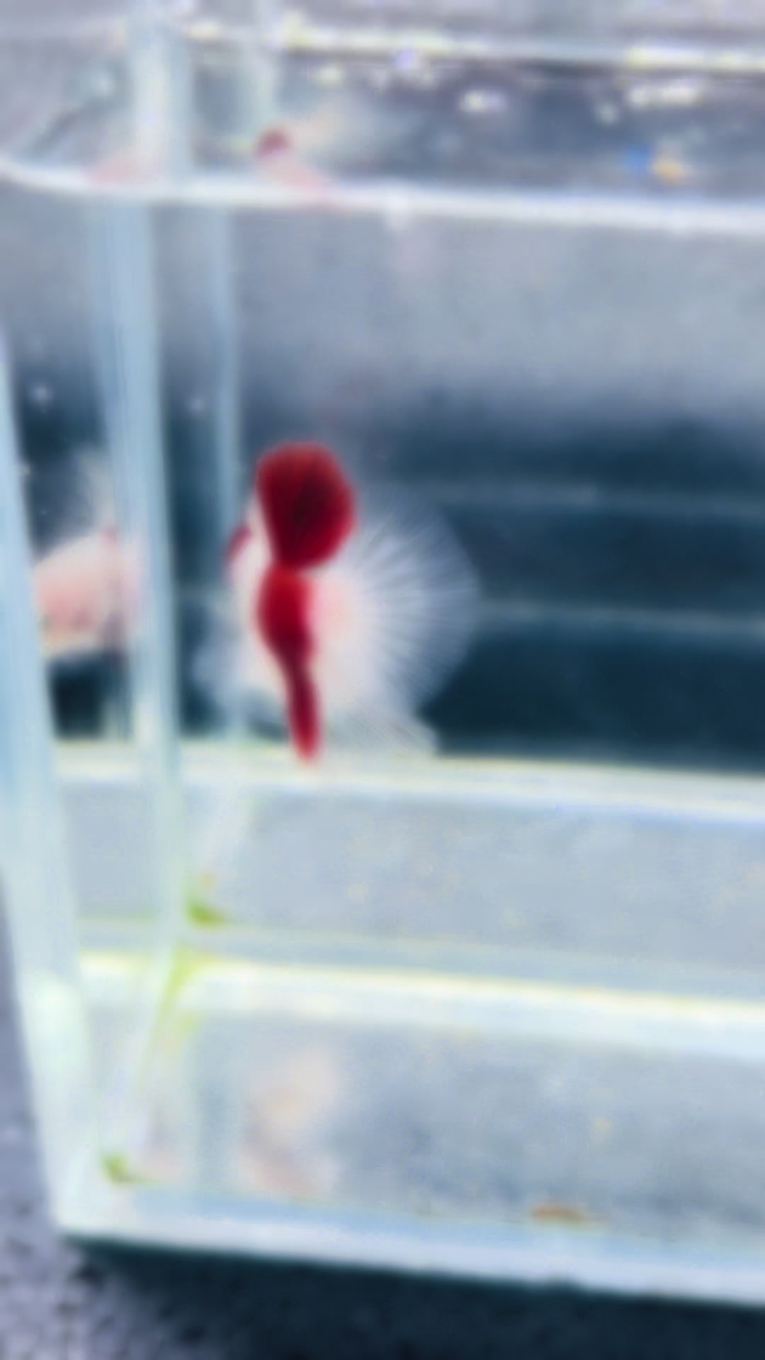 @Trại c&aacute; LỘC Betta & Guppy👑
