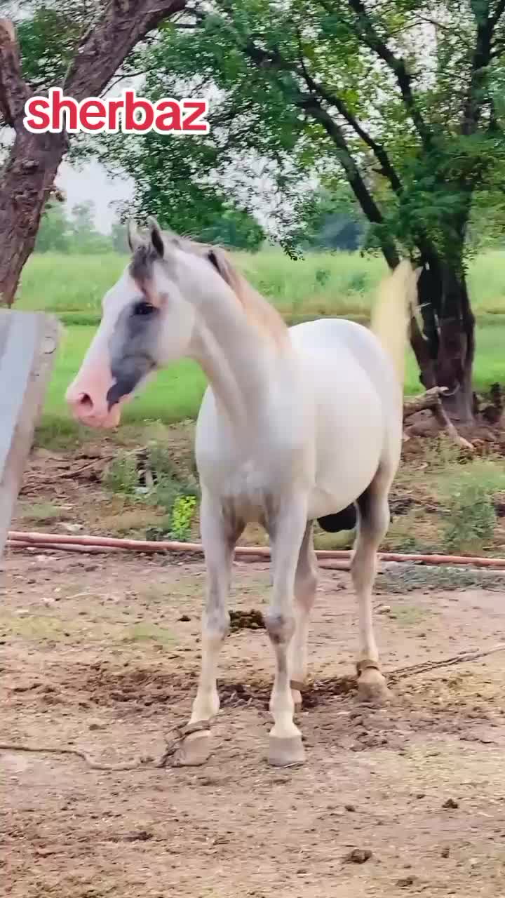 @احمد گل نمبر دار