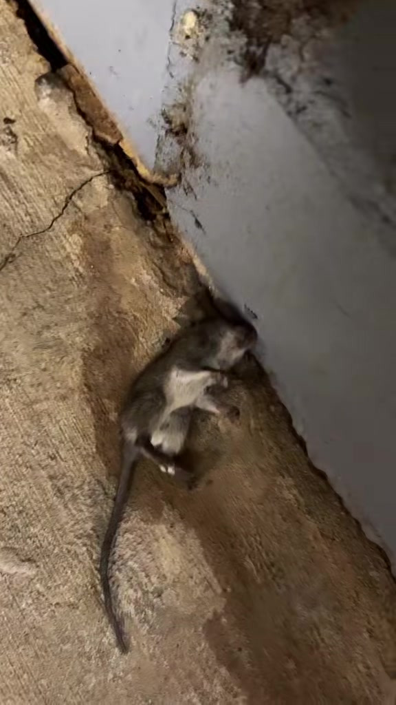 @Депутат Динакани