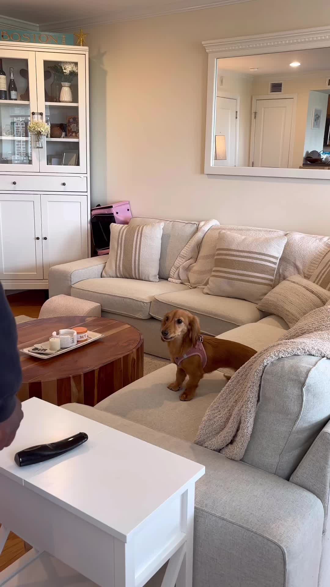 @citylivingdog