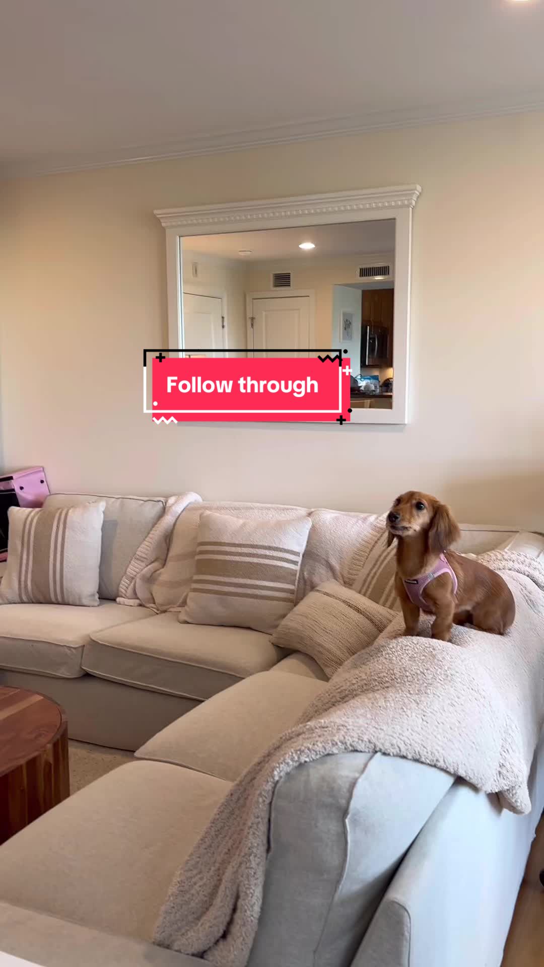 @citylivingdog