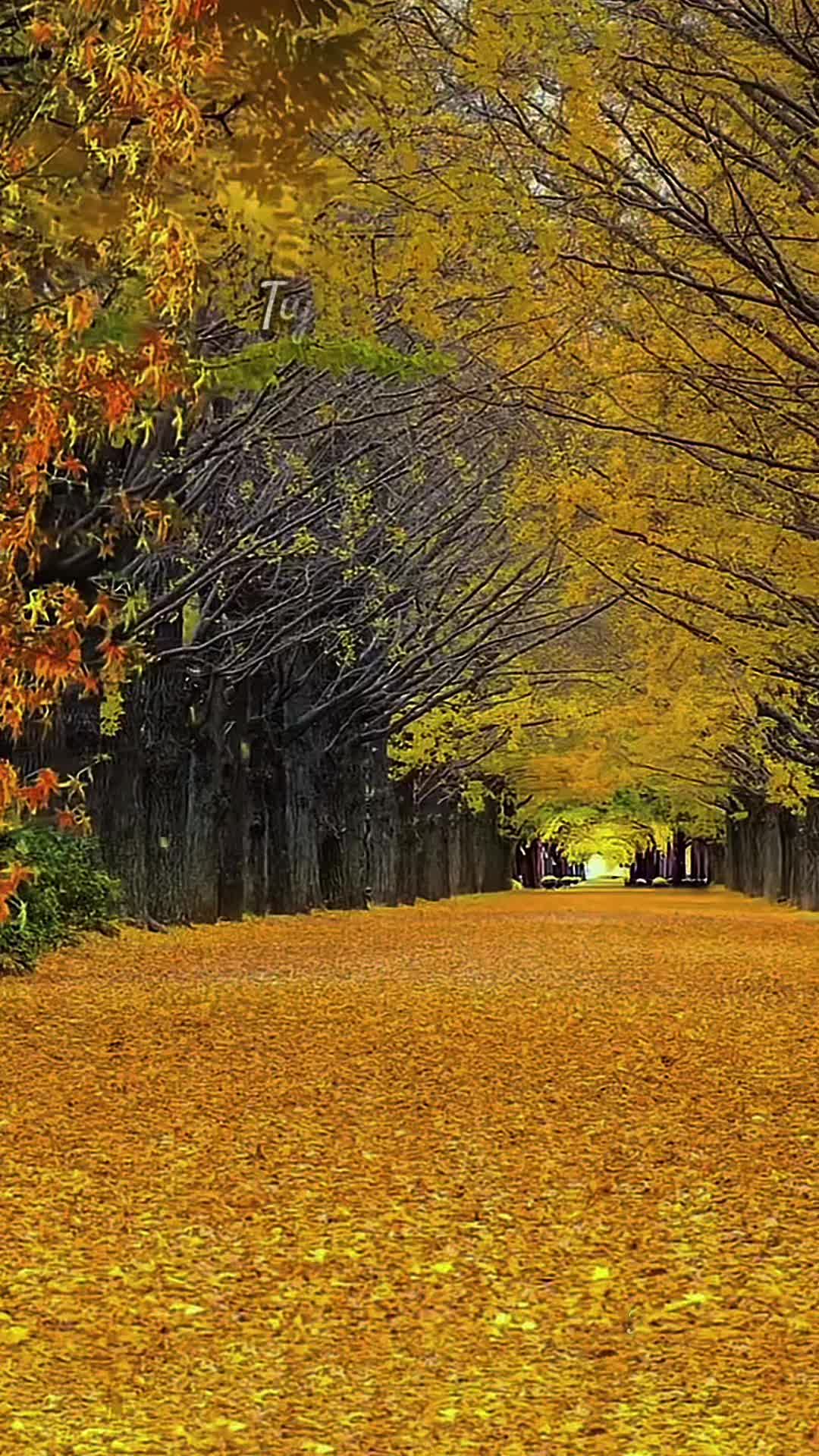 @ᴵˢᴬᵁᴿᴬ ♪