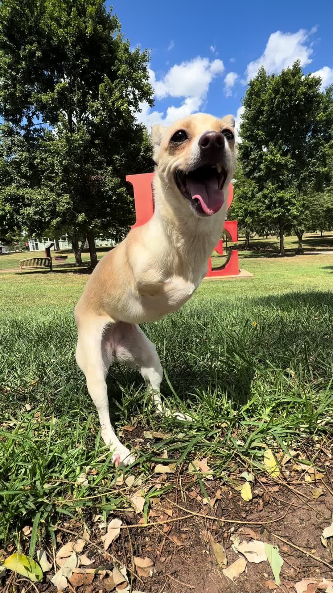 @2legdogs