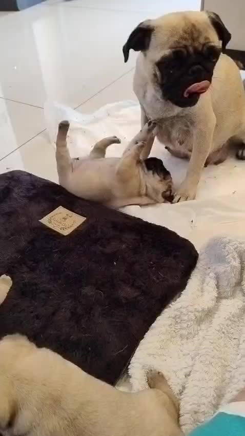 @pugSofyHarry