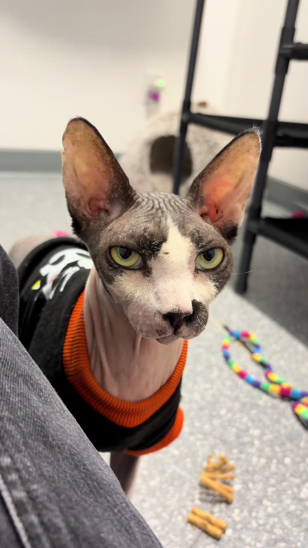 @The Fur Seasons Feline Rescue