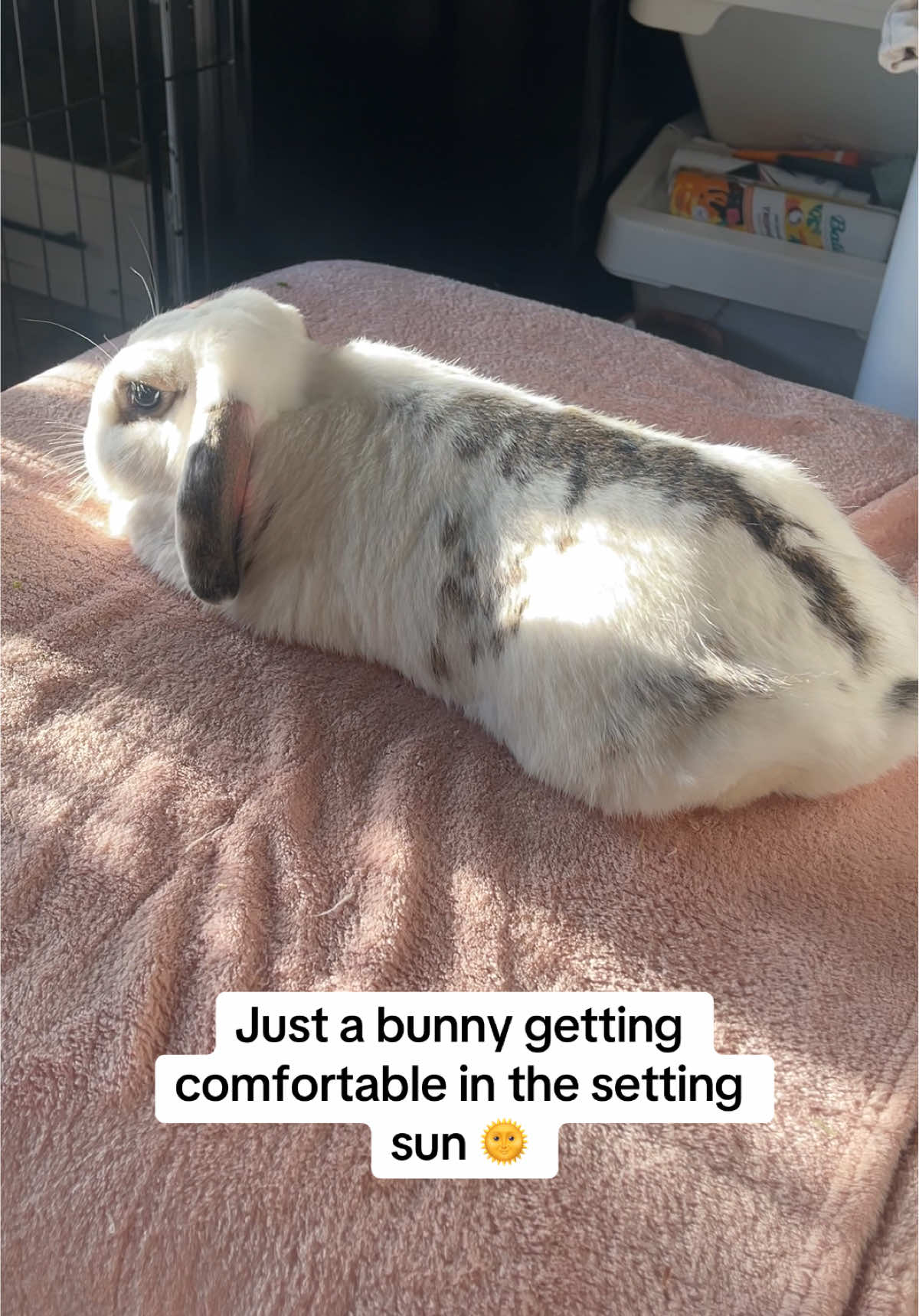 @Bun, two, three, four