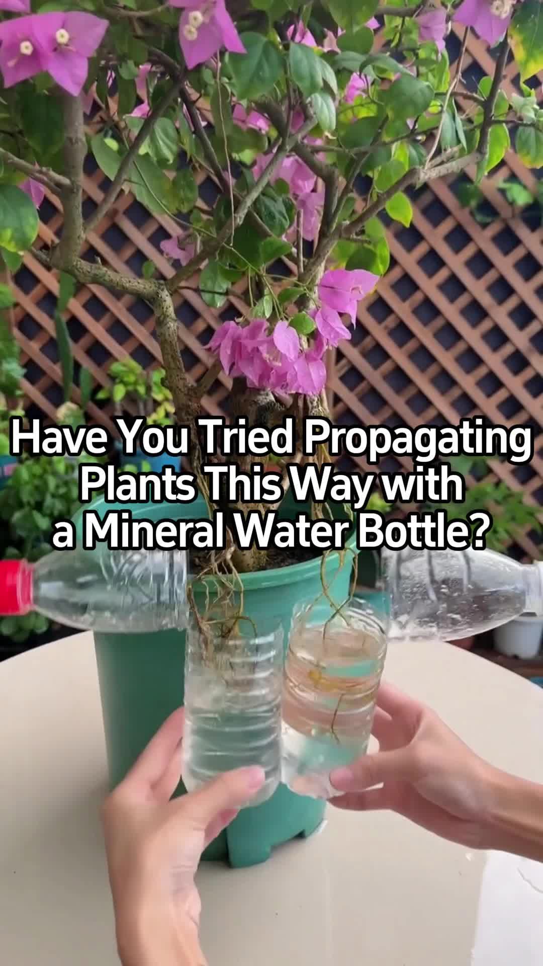 @BotanicKing
