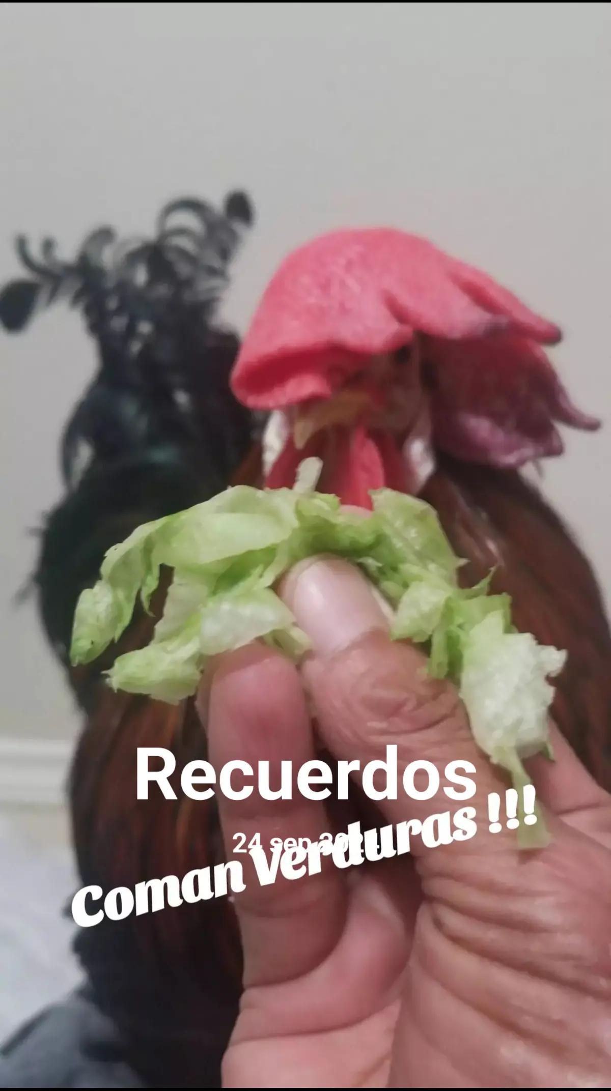 @chi_kii20