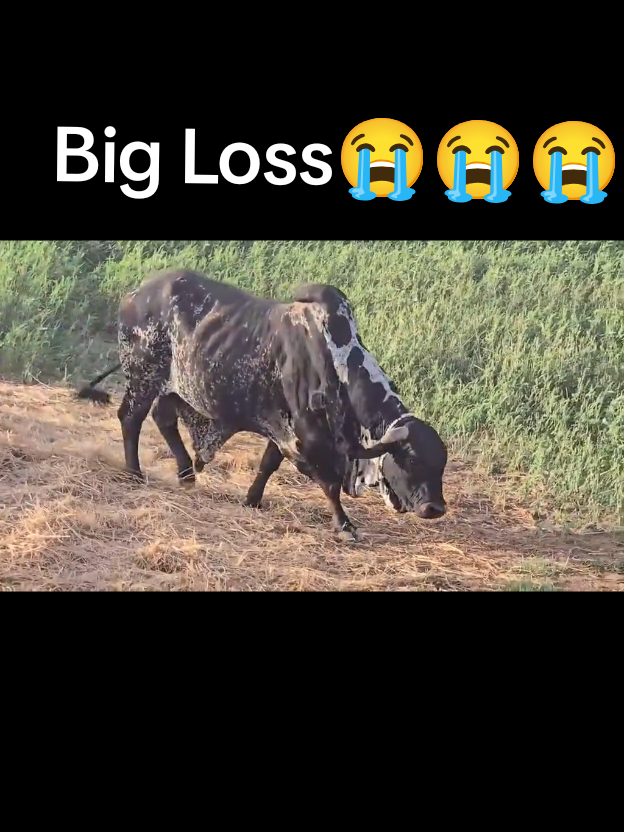 @Waqas Rohiwala