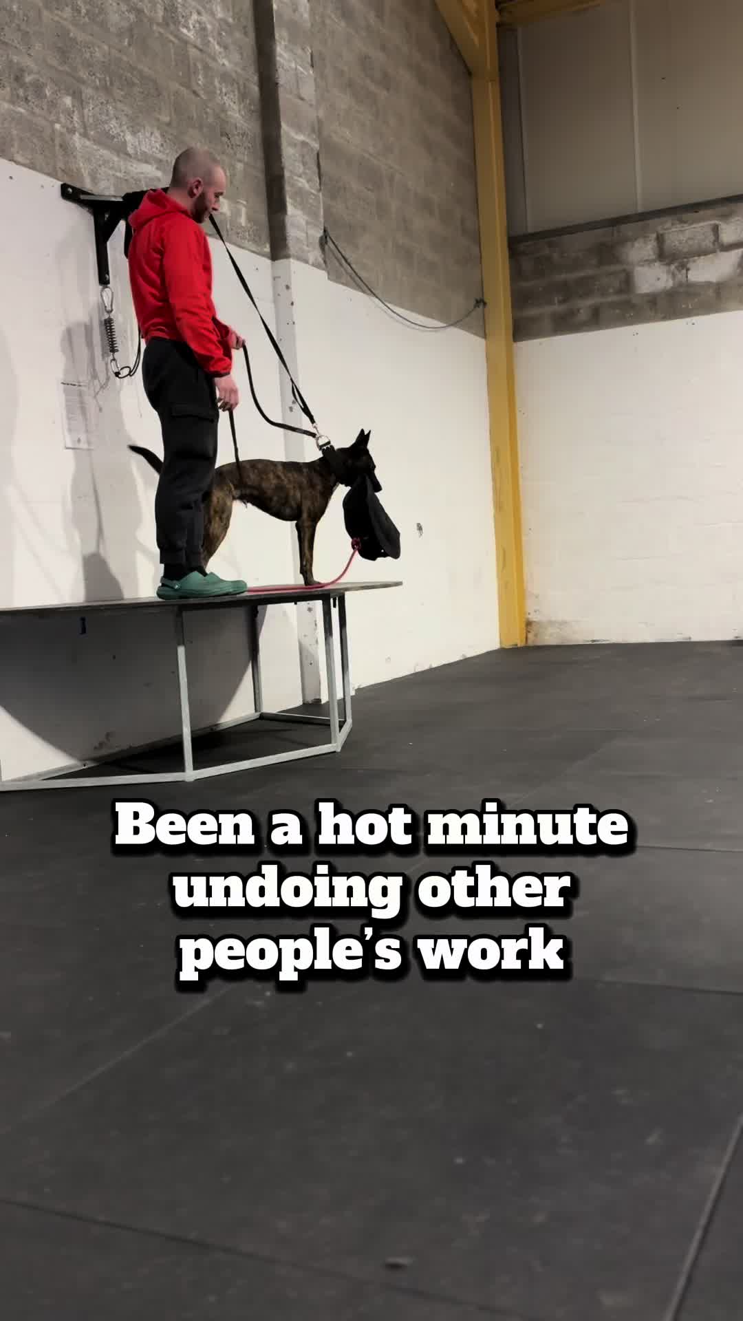 @Michael || Dog Trainer