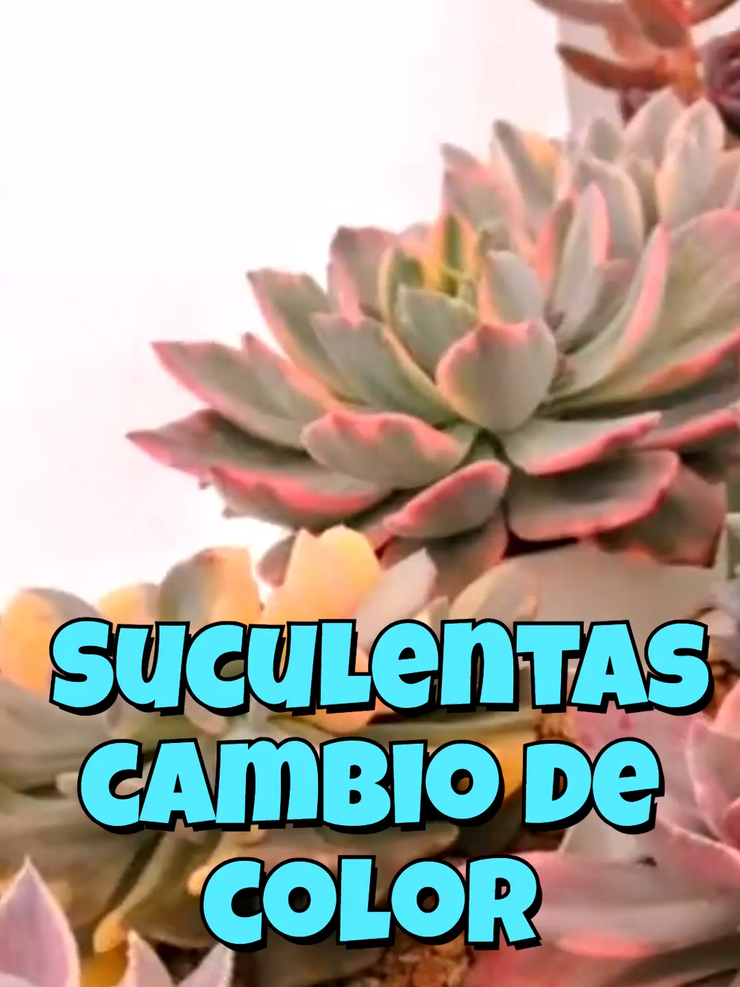 @Cactus y Suculentas