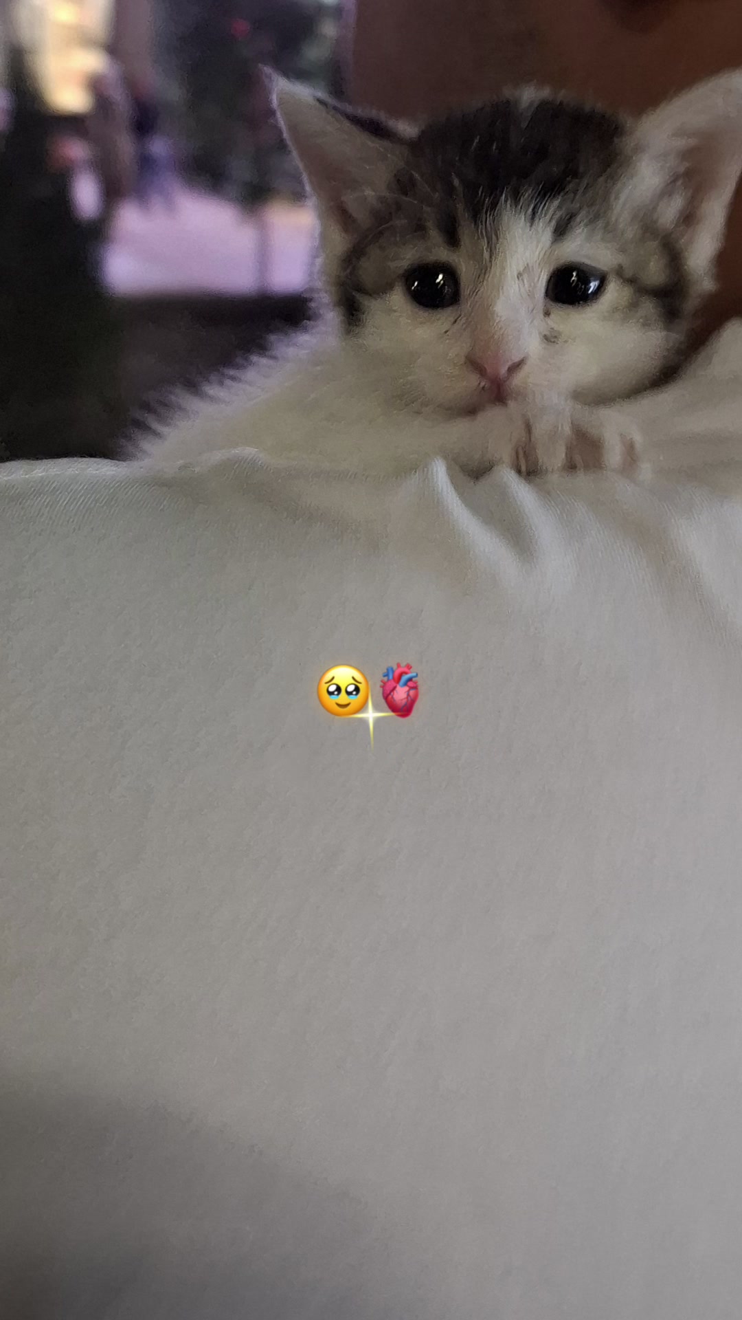 @myxammad.o10