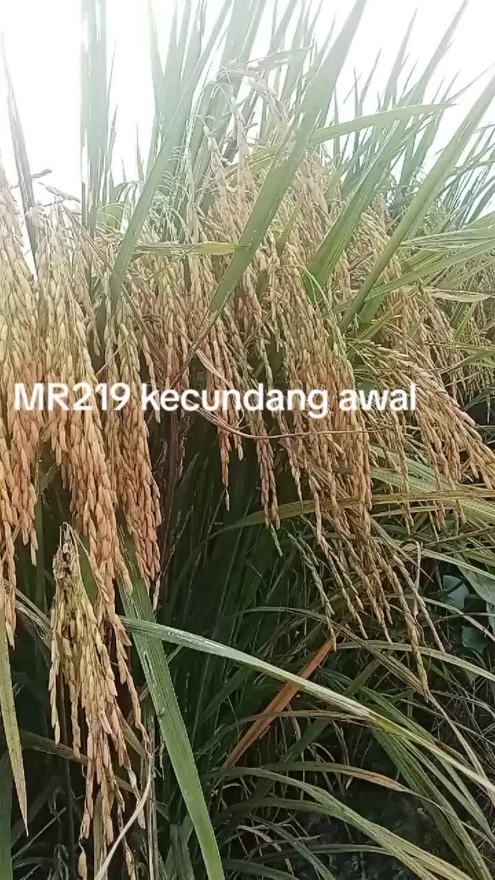 @Amirul Zahari6