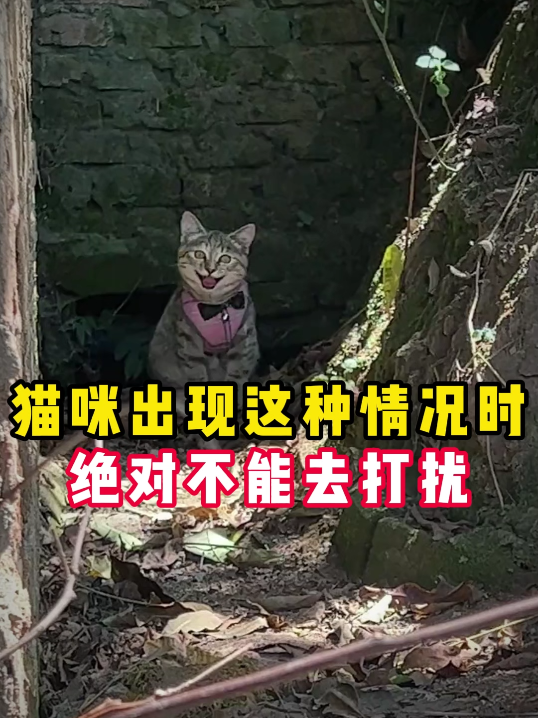 @catology