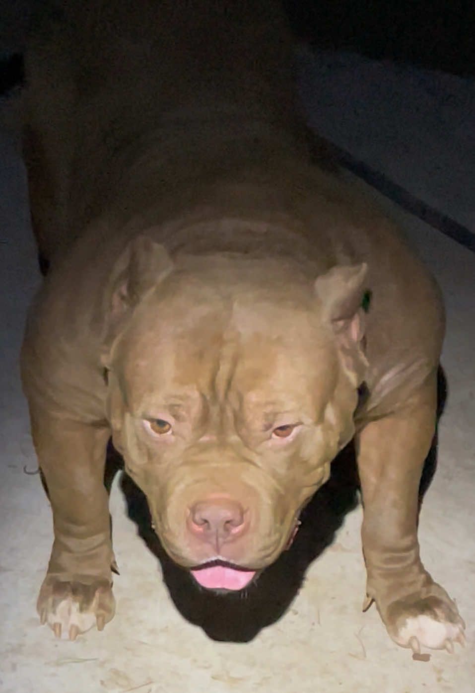 @@Dublinekennels
