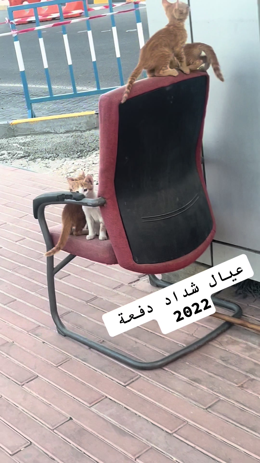 @قريد الشدادية .." 🎩