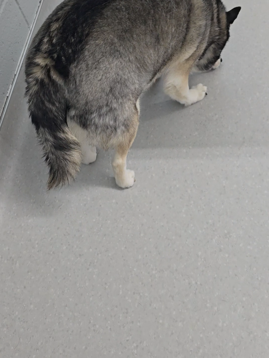 @Hersheytheminihusky