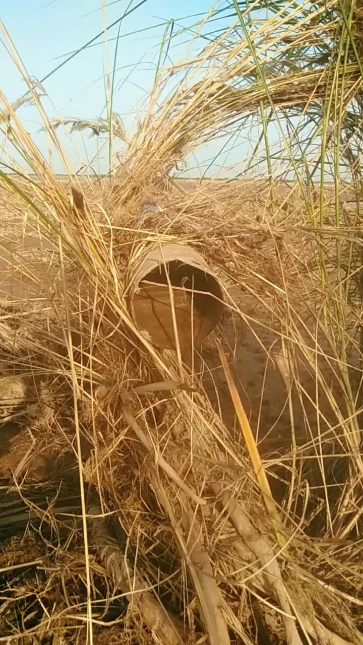 @Malik Bhai8423