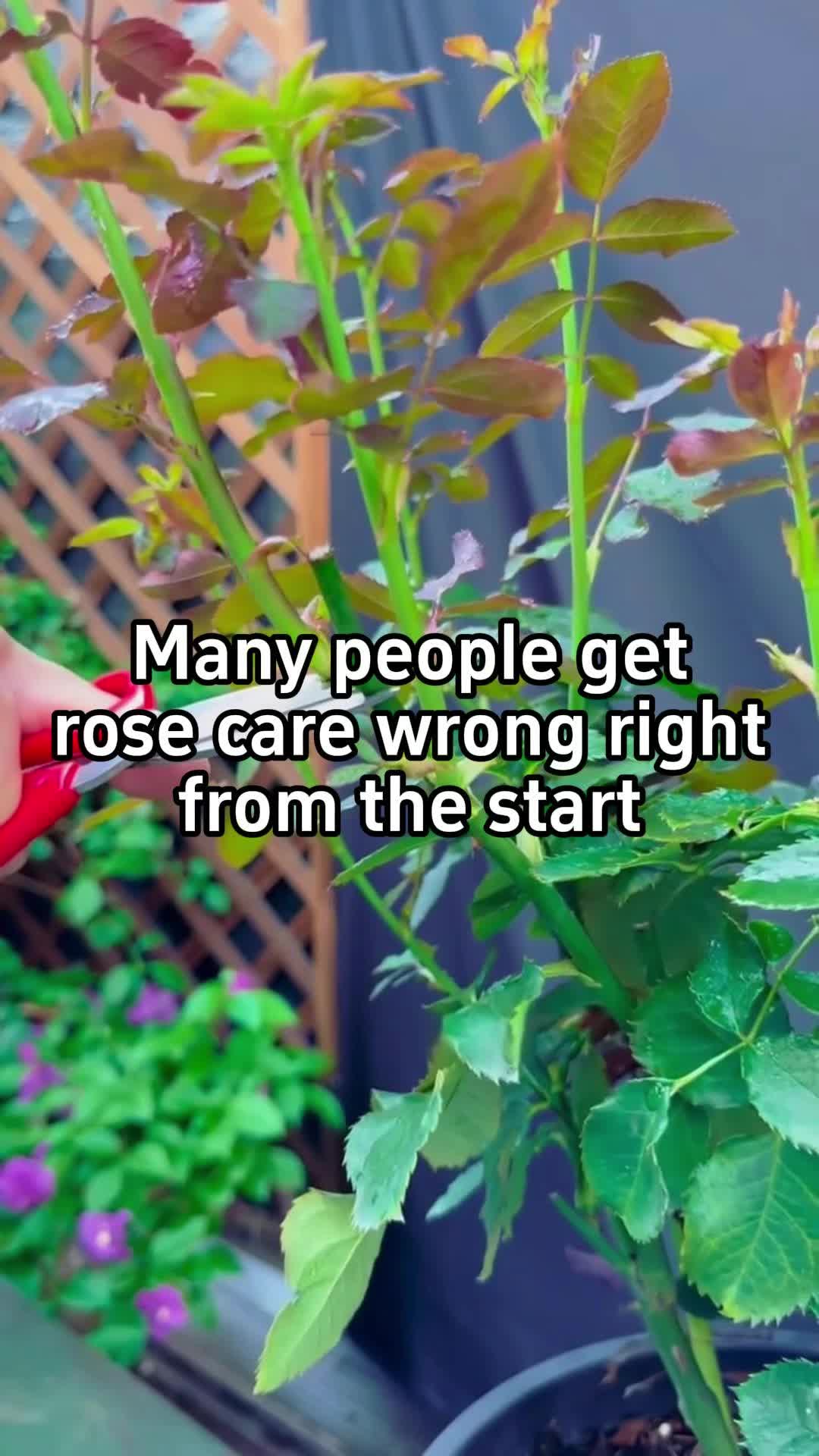 @BotanicKing